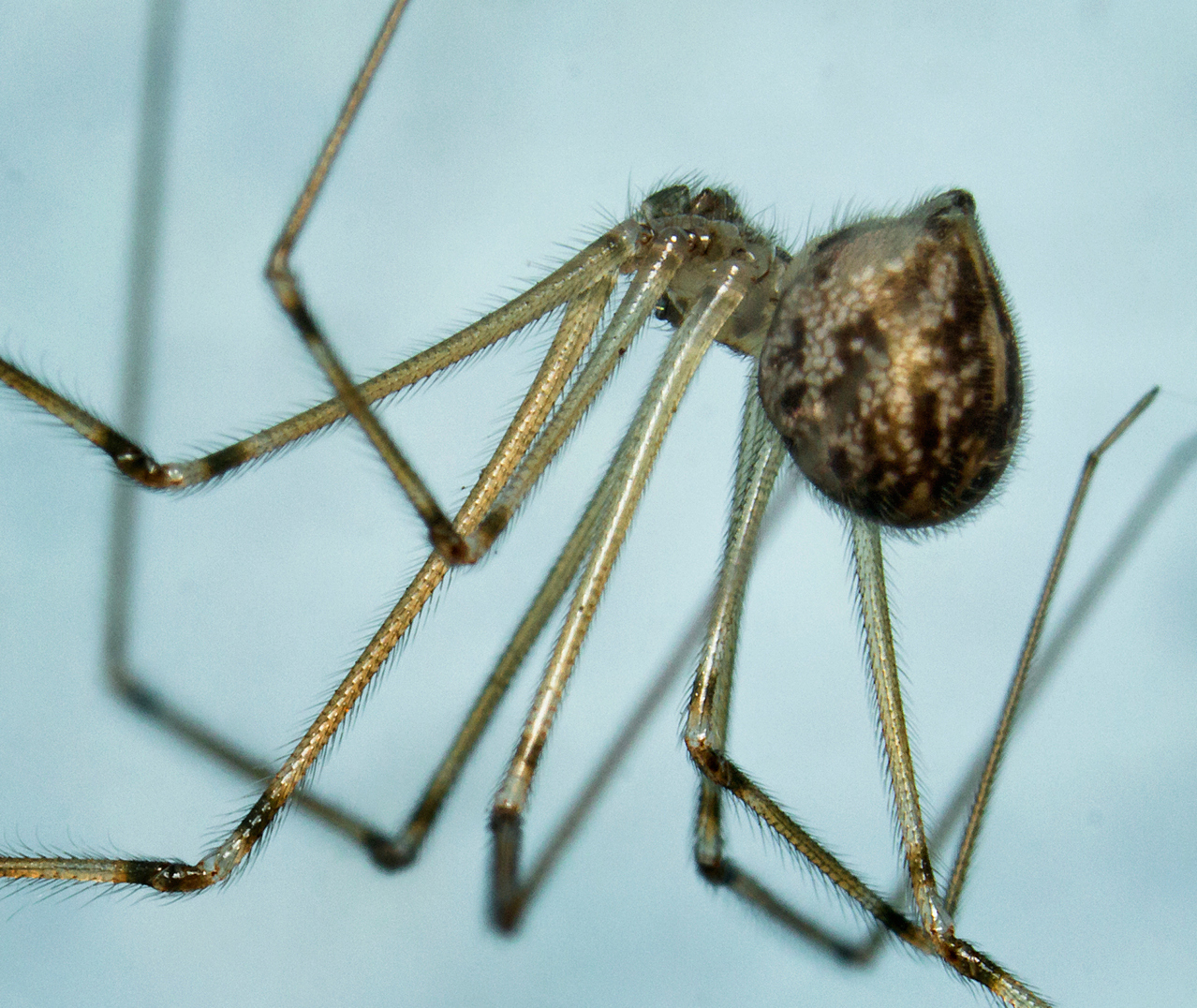 Cellar Spiders Barbados