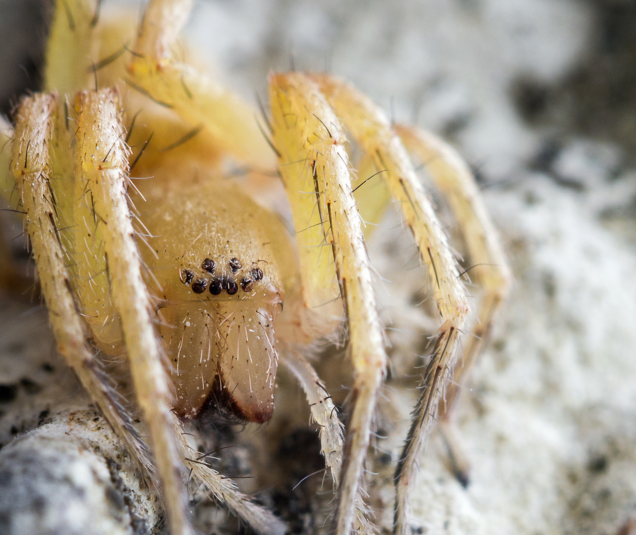Yellow Sac Spider Barbados