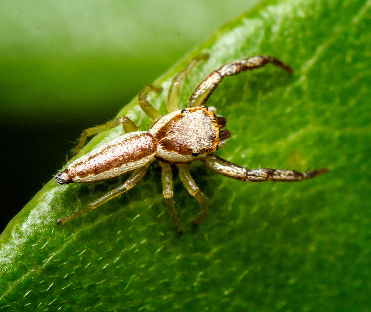 Hentzia Jumping Spider Barbados
