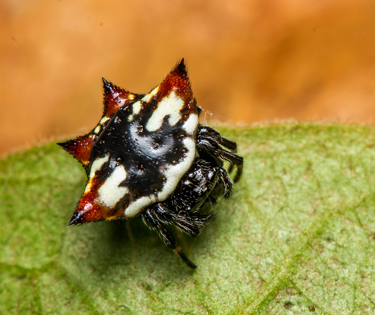 Spiny Orb Weavers Barbados