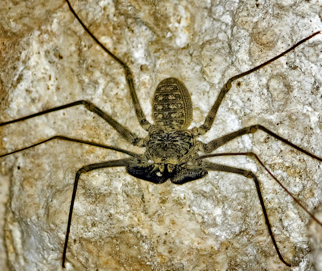 Tailless Whip Scorpions Barbados