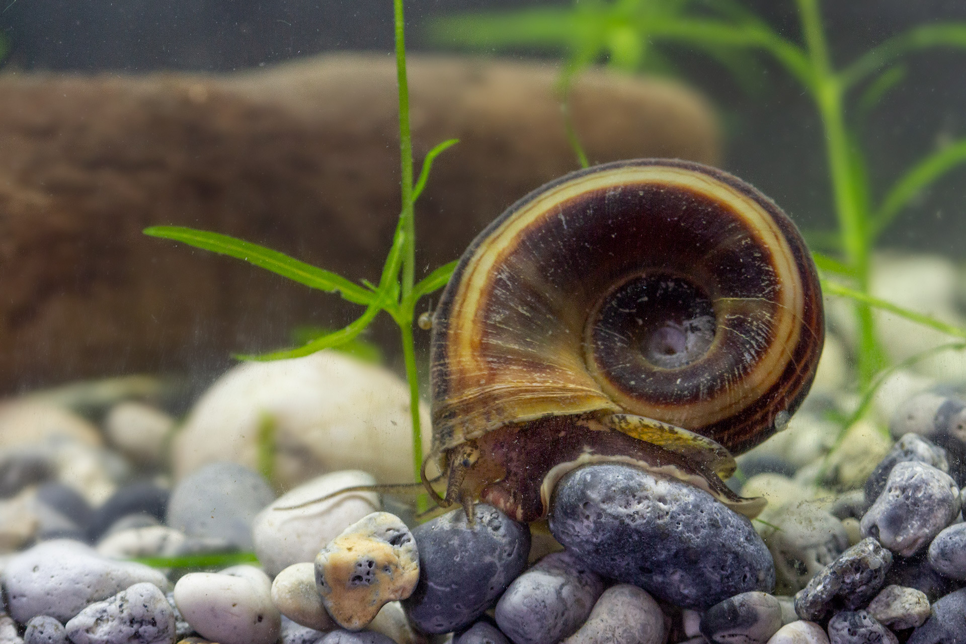 Giant Ramshorn snail Barbados