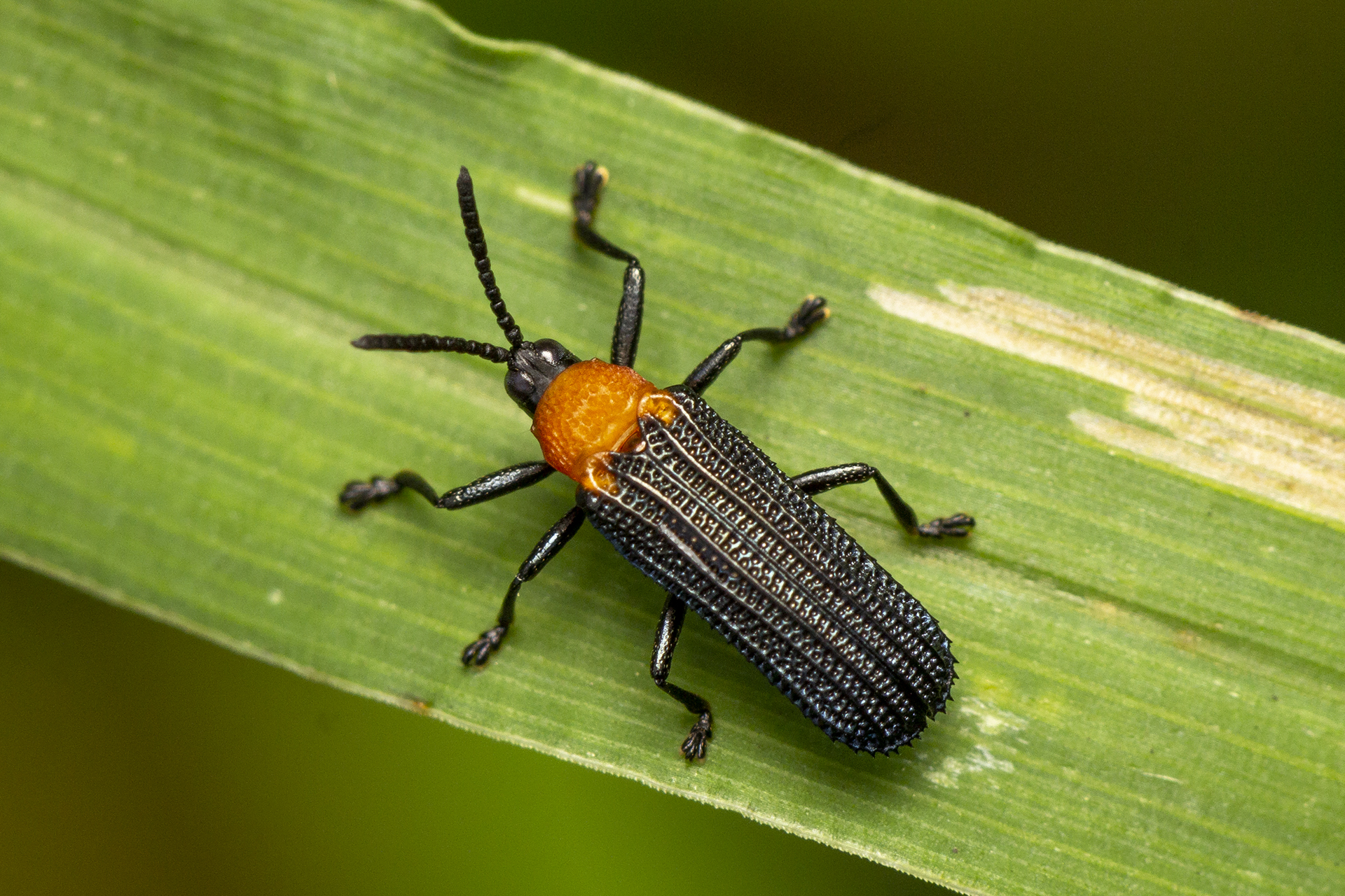 Net-Winged Beetle Barbados