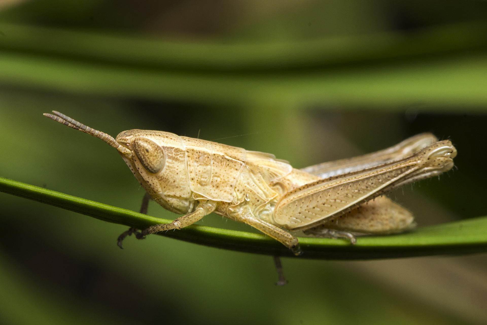 Grasshopper Barbados