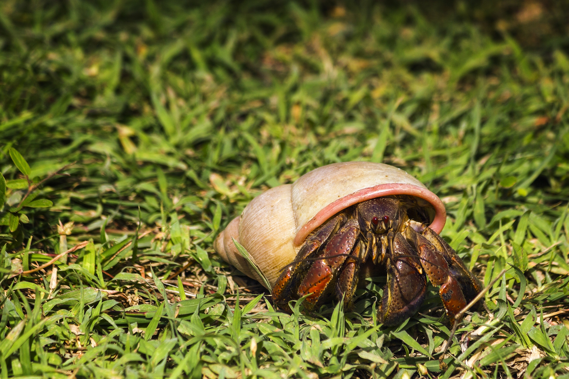 Hermit Crab Barbados
