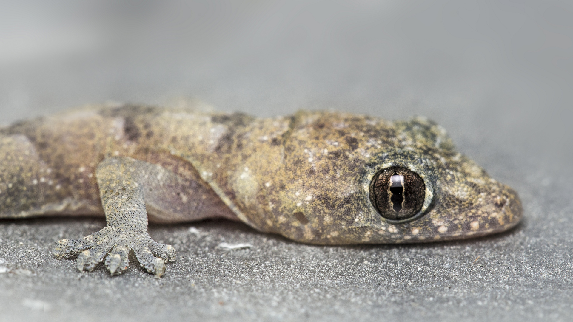 House Gecko Barbados