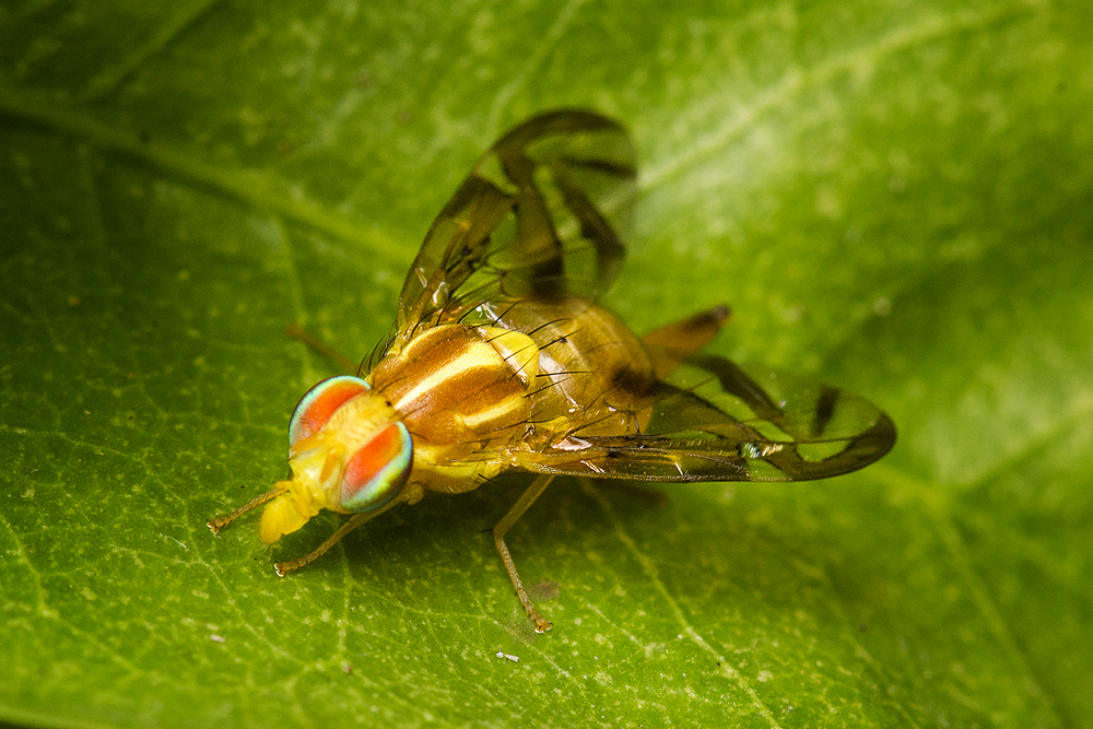 Fruit Fly Barbados