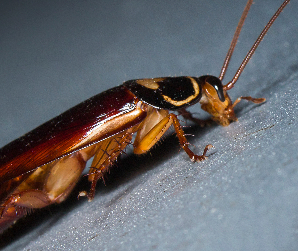 American Cockroach Barbados
