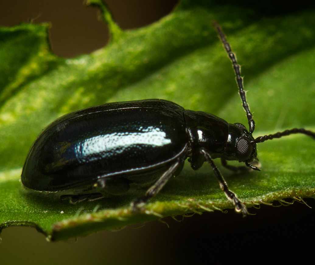 Alder Leaf Beetle Barbados