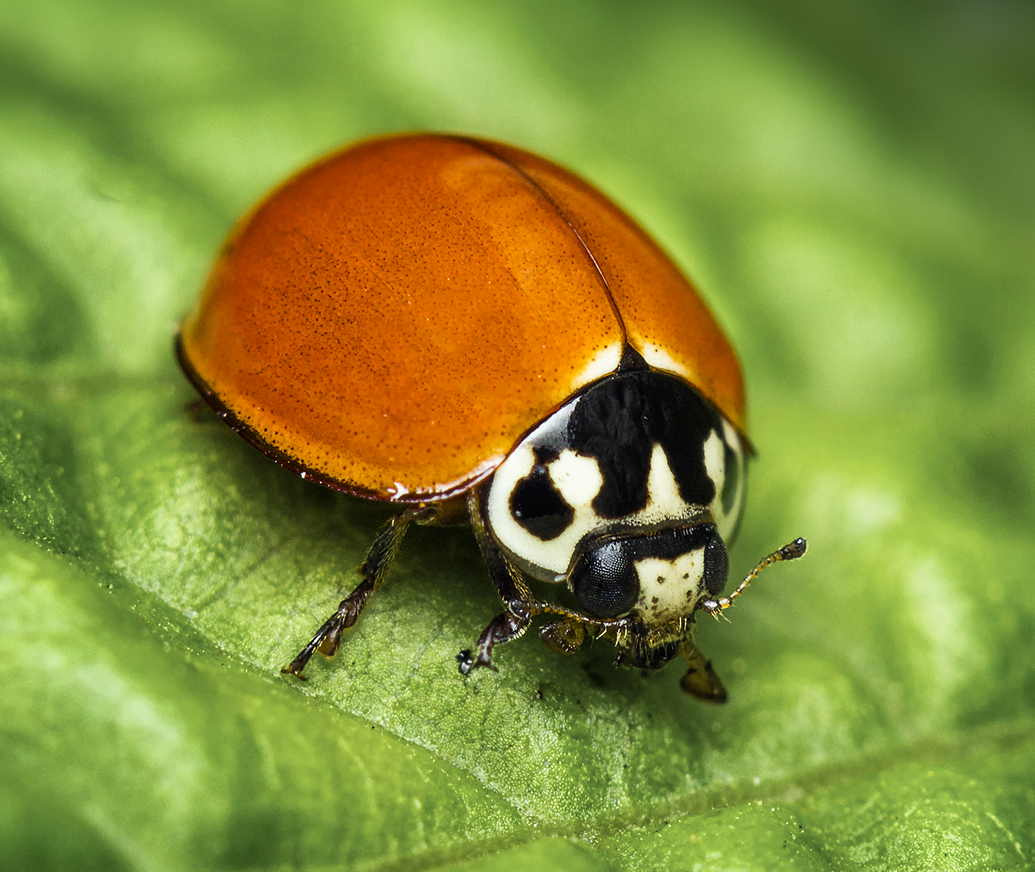 Polished Lady Beetle Barbados