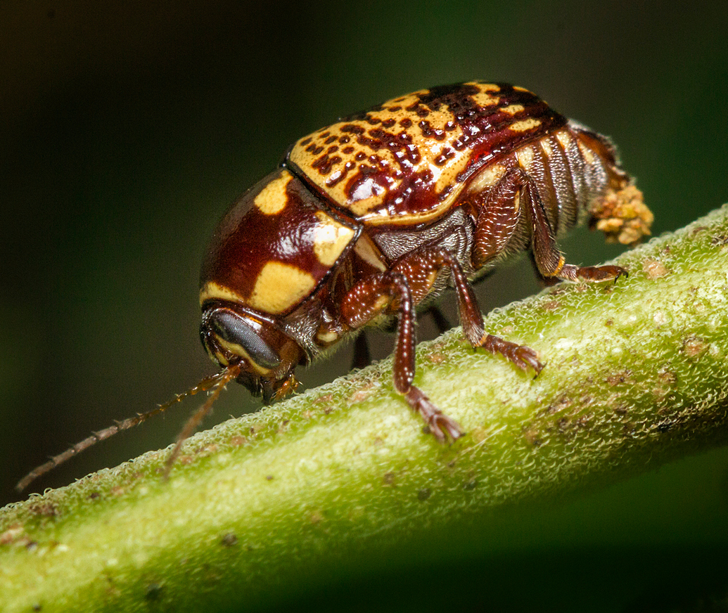 Case Bearer Beetles Barbados