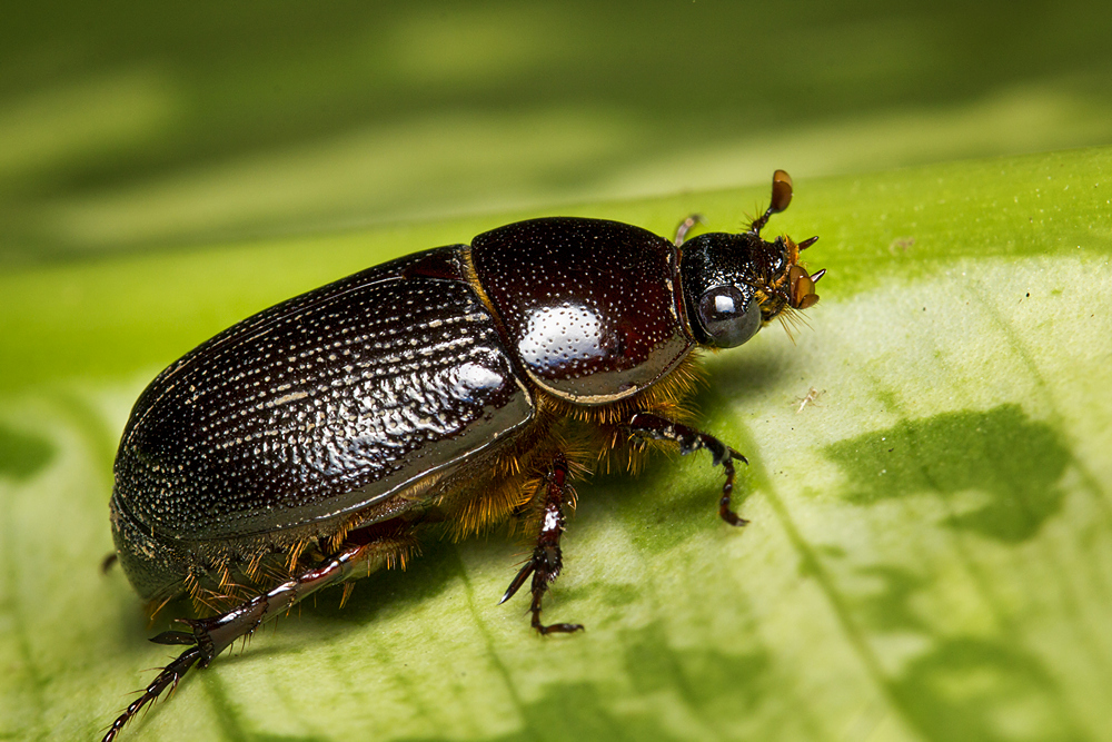 Beetle Barbados