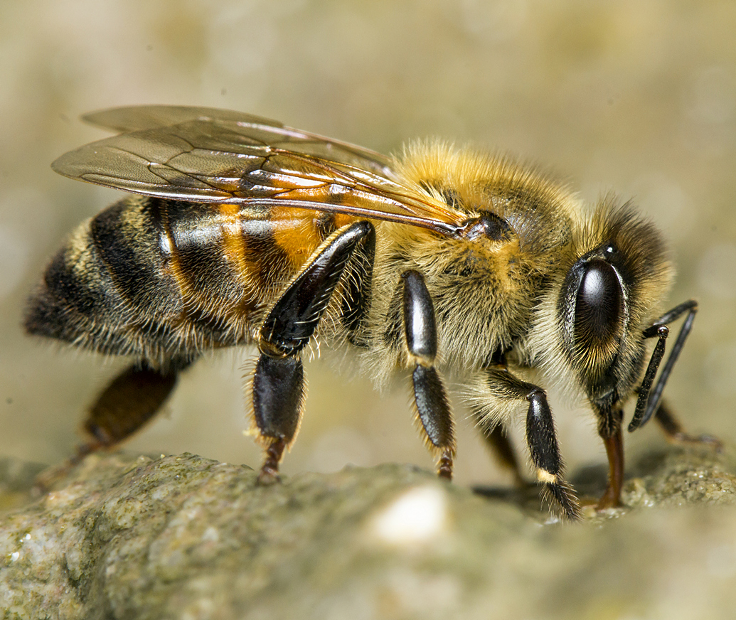 Western Honey Bee Barbados