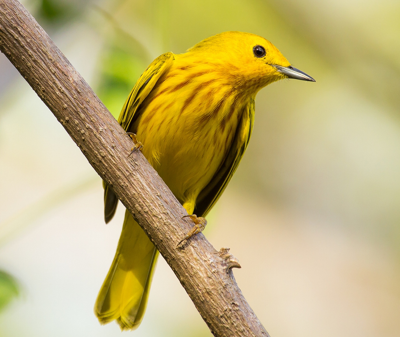 Yellow Warbler Barbados