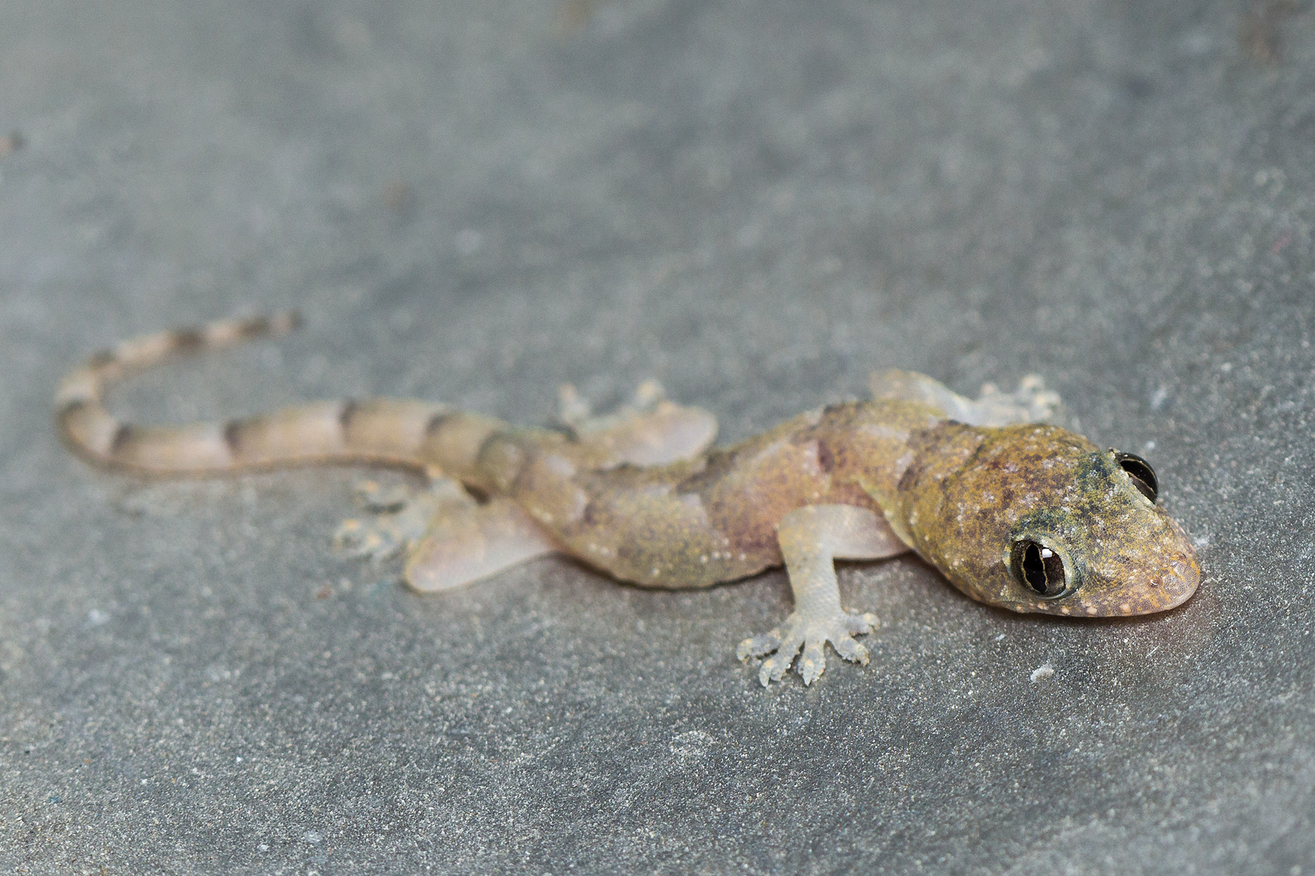 House Gecko Barbados