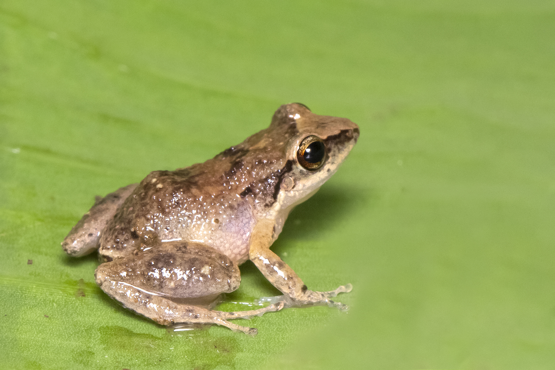Barbados Whistling Frog Barbados