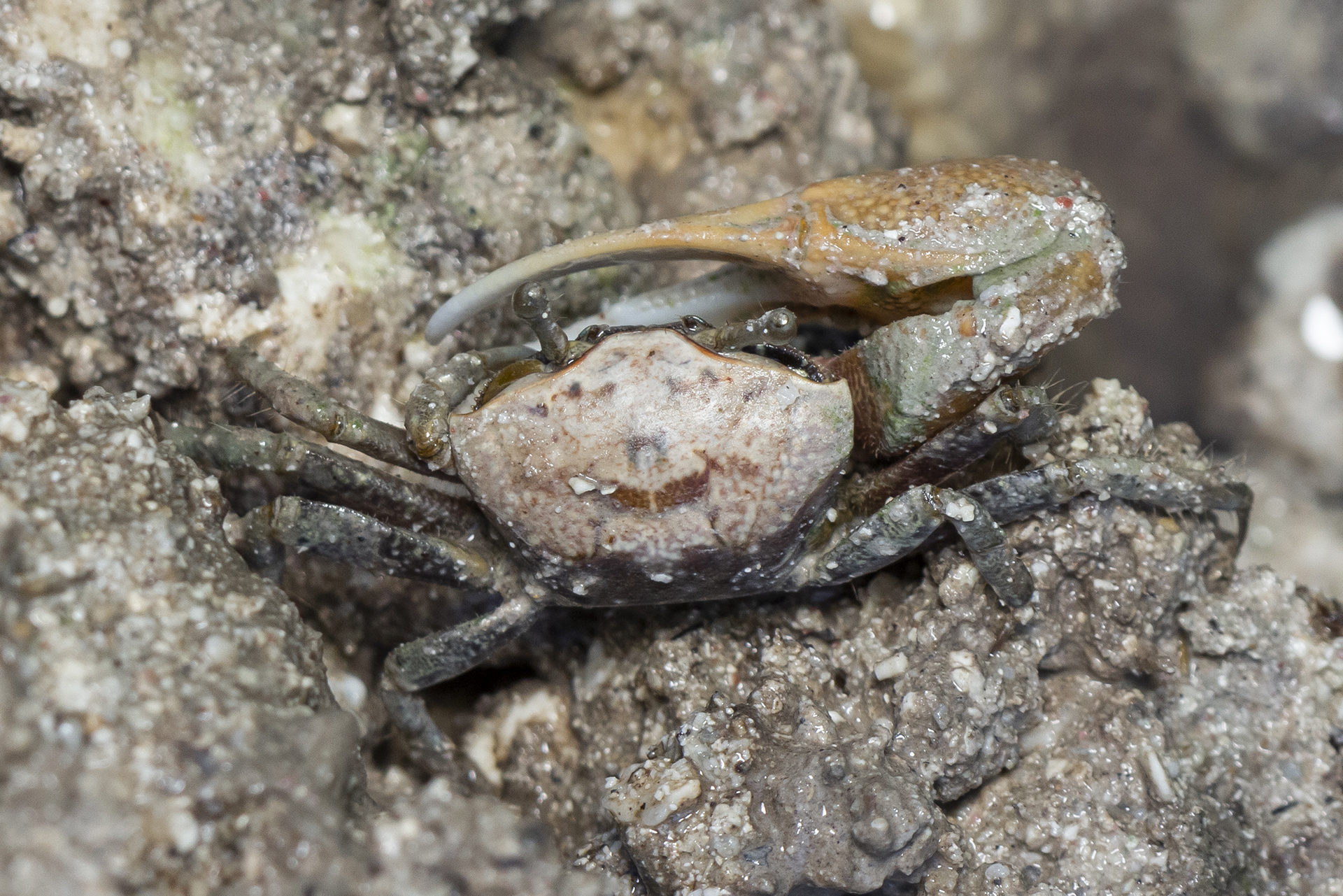 Mudflat Fiddler Crab Barbados