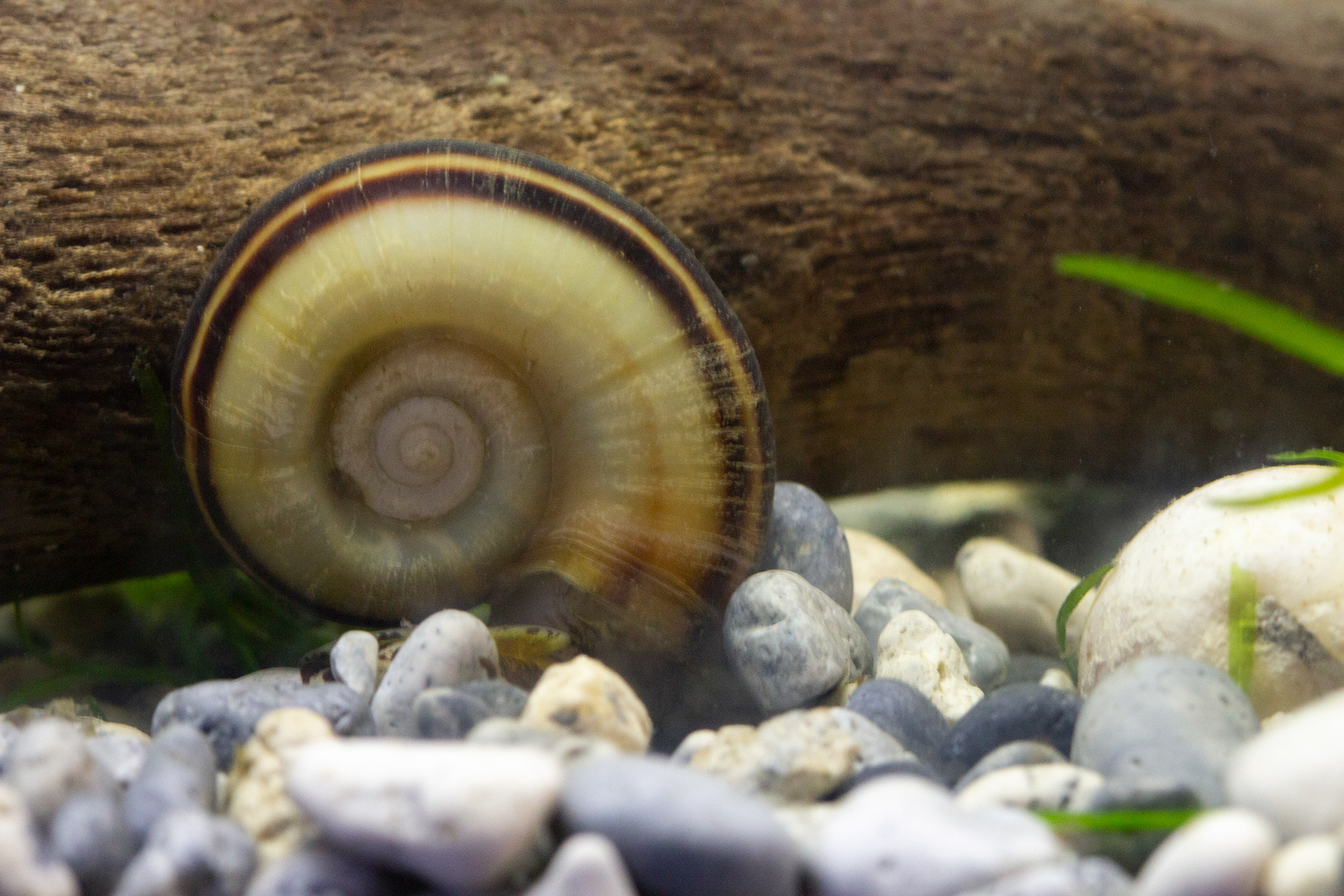 Giant Ramshorn snail Barbados