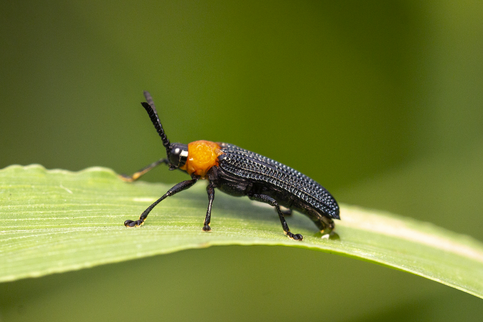 Net-Winged Beetle Barbados
