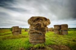 Bales of Hay