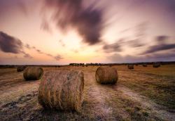 Bales of hay