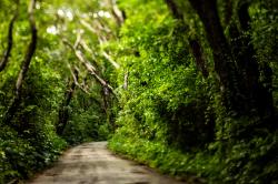Cherry Tree Hill