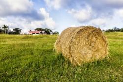 Bales of  Hay
