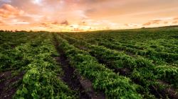 Farm Land