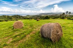 Bales of Hay