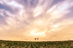 Cane Field