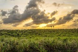 Cane Fields