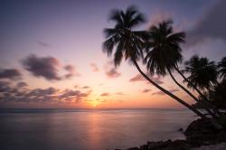Coconut Trees at Worthing Beach