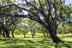 Tree Houses Park