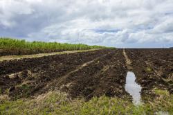 Cane Field