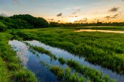 Chancery Lane Swamp