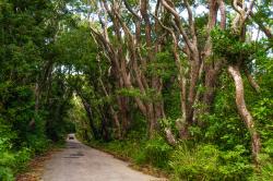 Cherry Tree Hill