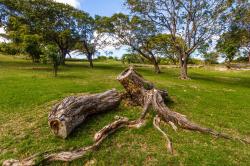 Tree Houses Park