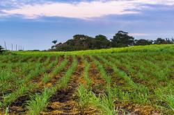 Sugar Cane Field