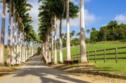 Sion Hill Plantation