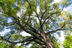 Old Mahogany tree