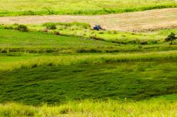 Cane Field
