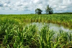 Cane Field