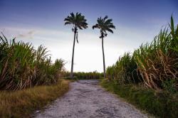 Palm Trees
