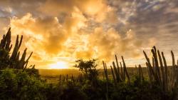 Cactus Trees
