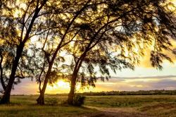 Trees