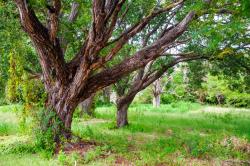Rockley Golf Club Road Trees