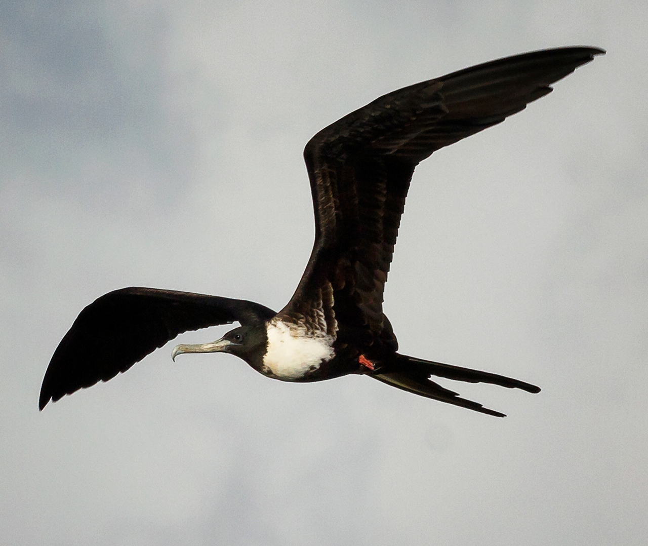 Magnificent Frigatebird Barbados