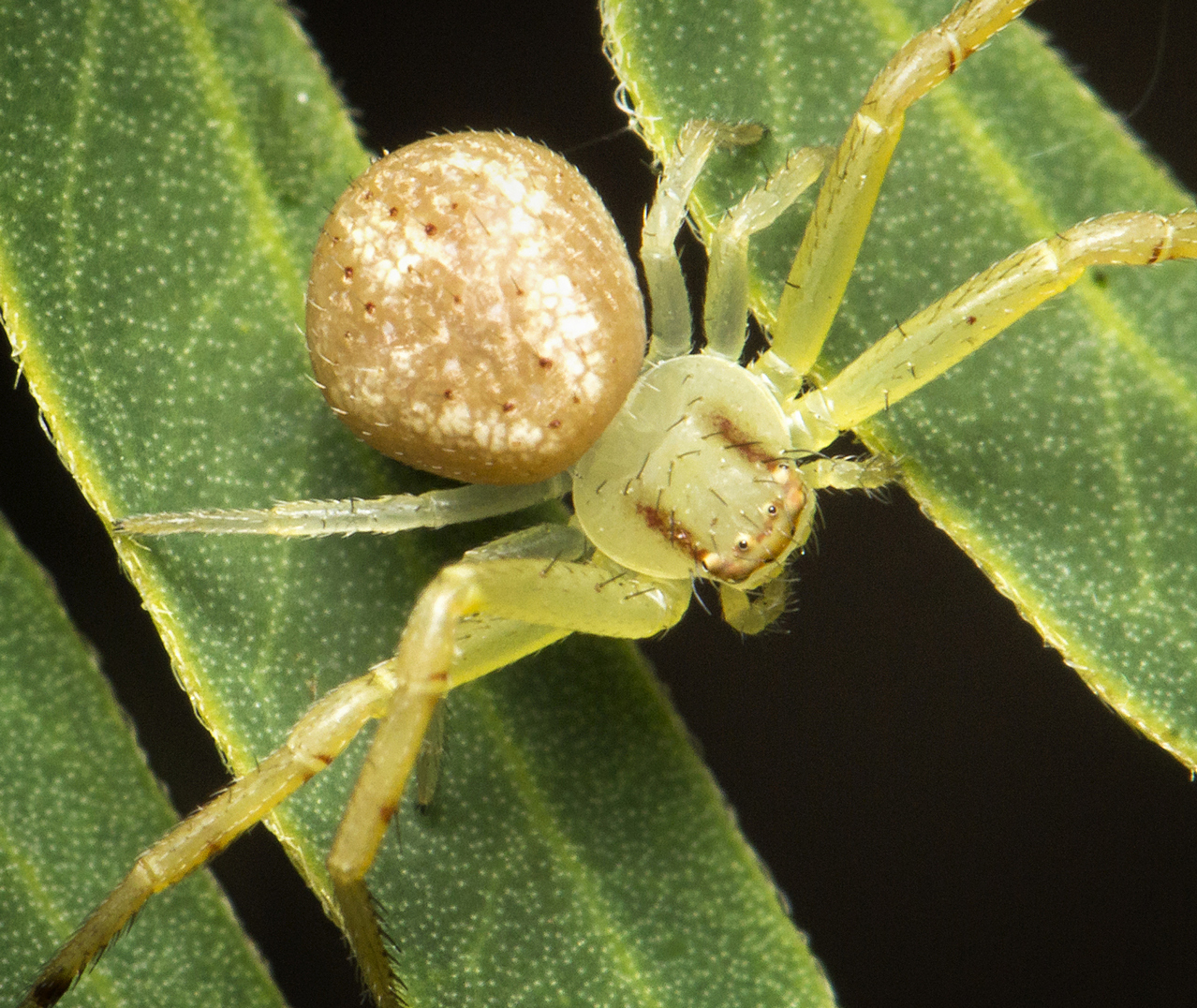Crab Spiders Barbados