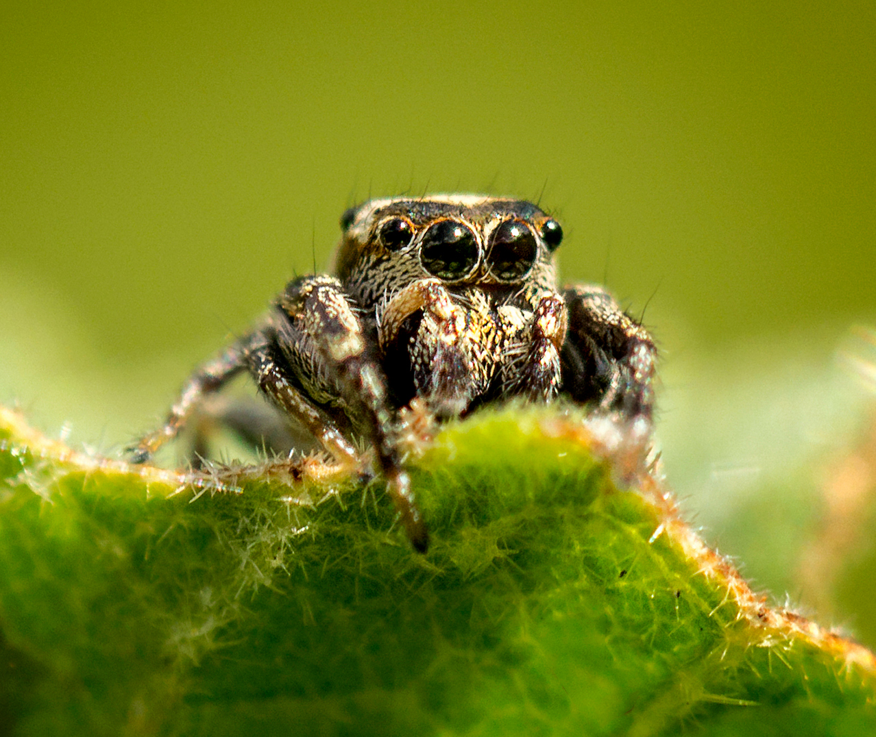 Sitticus Jumping Spider Barbados