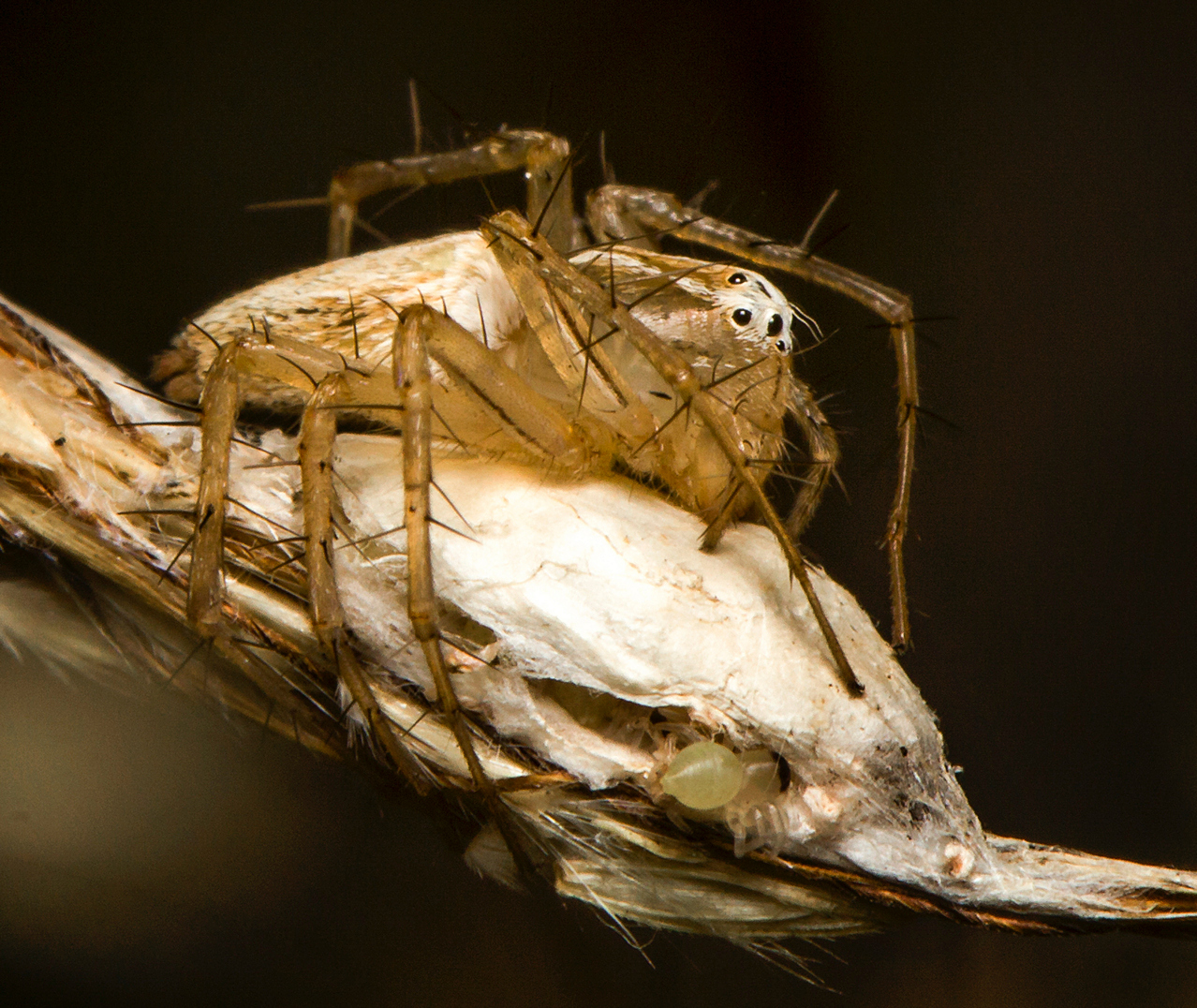 Lynx Spider Barbados